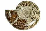 Polished Ammonite (Argonauticeras) Fossil - Madagascar #230139-1